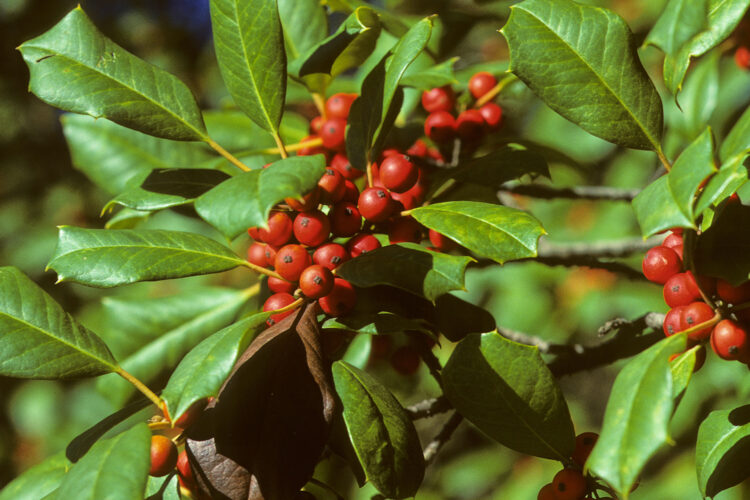 Deck your garden with boughs of holly, a plant rich in symbolism and evergreen beauty